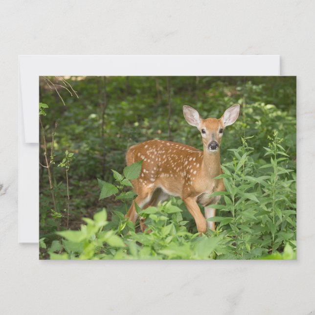 Cartão De Agradecimento Ela Ainda Tem Seus Pontos - Fawn Notecard (Frente)