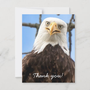 Cartão De Agradecimento Engraçado Águia Balda Enfrentando Vida Selvagem Ob