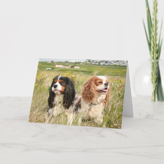 Cartão De Agradecimento Fjalar and Mira Icelandic Cavaliers (Frente)