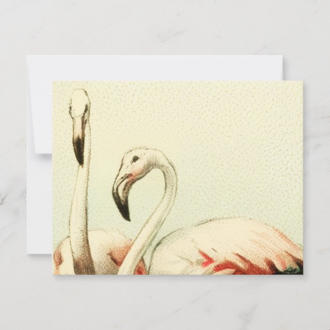 Cartão De Agradecimento Flamingo Antigo (Frente)