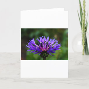 Cartão De Agradecimento Flor de Centaurea Azul Florescem Paz Amor Destino
