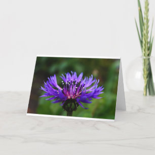Cartão De Agradecimento Flor de Centáurea Azul Florescem Paz Amor Destino