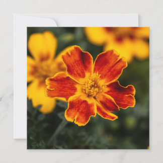 Cartão De Agradecimento Flor Obrigado