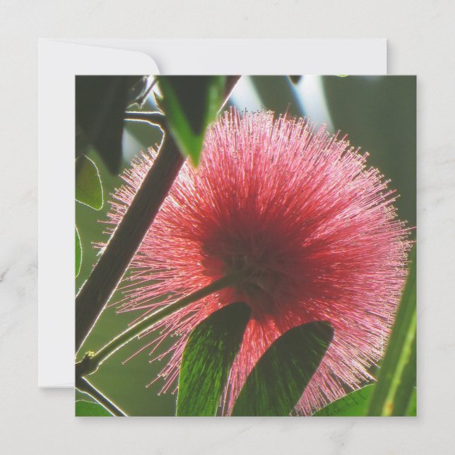 Cartão De Agradecimento flor vermelha exótica, macro foto - (Frente)