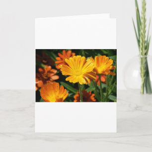 Cartão De Agradecimento Flores Amarelas Flores Arte Paz Destino do Amor