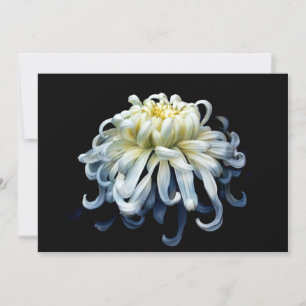 Cartão De Agradecimento Flores Crolisântemo branco