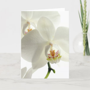 Cartão De Agradecimento Flores de Blossoms Orquídeas Paz Amor Destino