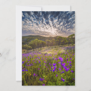 Cartão De Agradecimento Flores Flinders Ranges Austrália