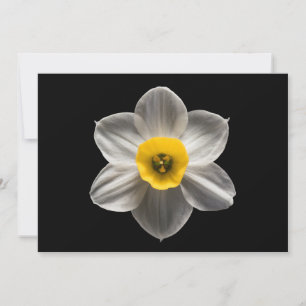 Cartão De Agradecimento Flores Flor Branca De Daffodilo