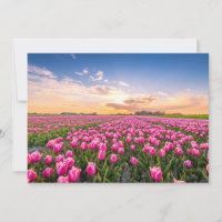 Flores | Tulips South Holland, Países Baixos
