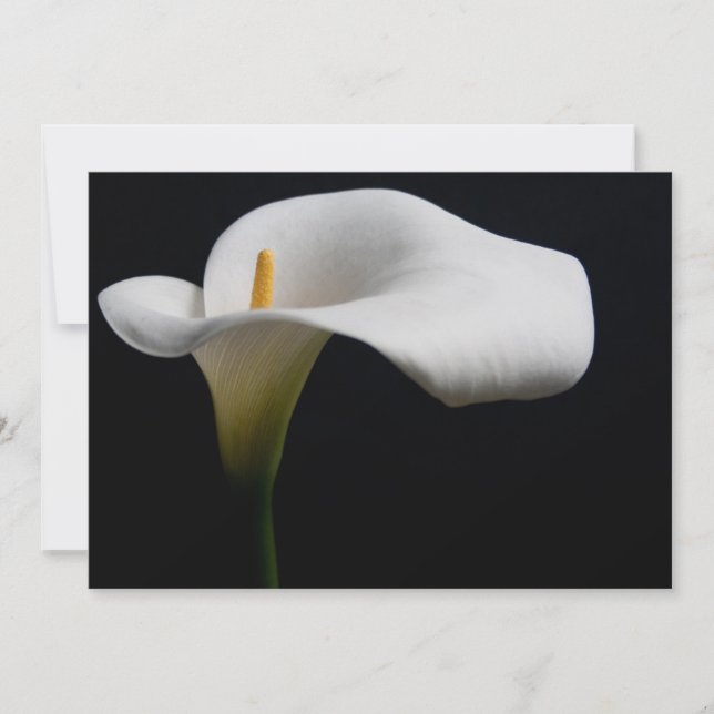 Cartão De Agradecimento Flores | White Calla Lily (Frente)