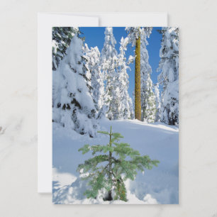 Cartão De Agradecimento Floresta Coberta de Neve em Oregon