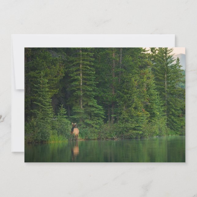 Cartão De Agradecimento Florestas | Elk no Banff National Park Alberta (Frente)