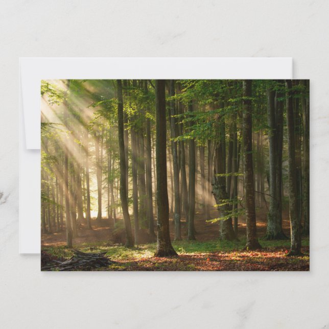 Cartão De Agradecimento Florestas | Florestas do outono (Frente)