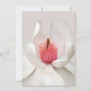 Cartão De Agradecimento Flowers White Magnolia