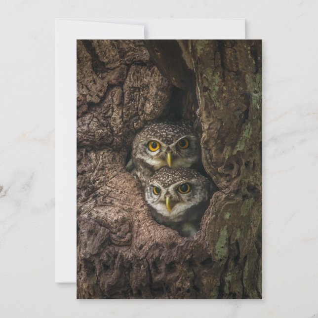 Cartão De Agradecimento Forests | Two Owls Looking (Frente)