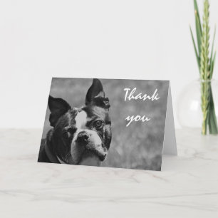 Cartão De Agradecimento Foto de Boston Terrier