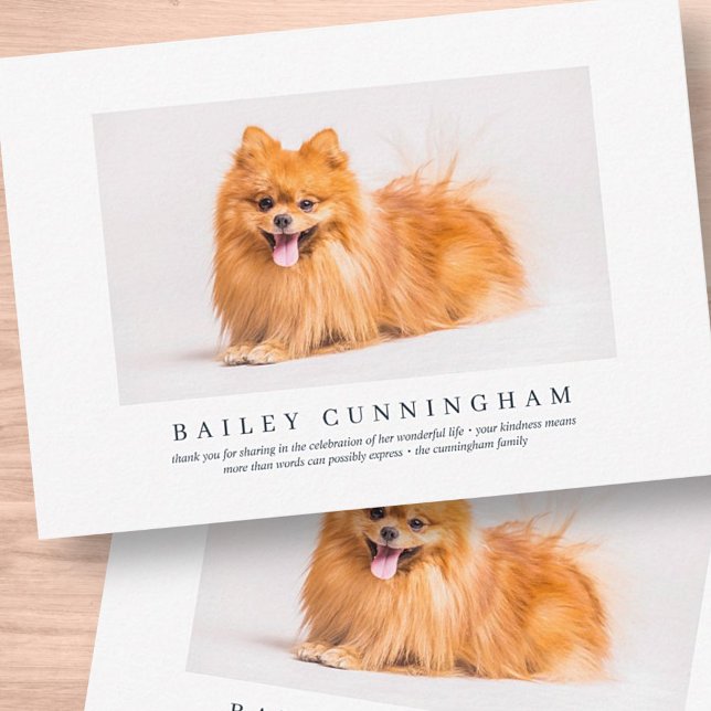 Cartão De Agradecimento Funeral Memorial Para Pet | Foto Moderna Elegante (Criador carregado)