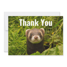 Furão Marrom Fofo na Grama