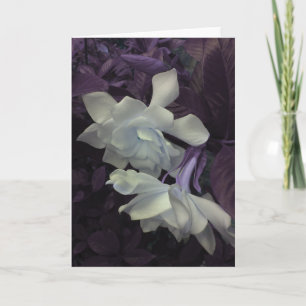 Cartão De Agradecimento Gardenia Greeting Card