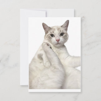 Cartão De Agradecimento Gato Branco Fofo Limpando a Perna Divertido Amante