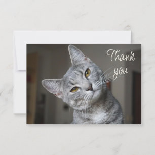 Cartão De Agradecimento Gato Gatinho Fofo Divertido Obrigado