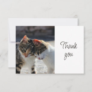 Cartão De Agradecimento Gatos Gatinhos Fofos Divertidos Obrigado