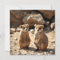 Gêmeos Quokka australianos,