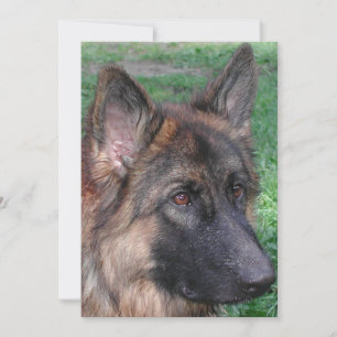 Cartão De Agradecimento german shepherd