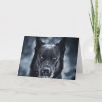 German shepherd Preto