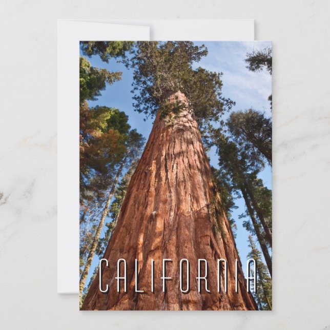 Cartão De Agradecimento Giant Sequoia Ascende (Frente)