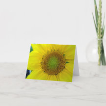 Girassol e sementes, espiral, rácio Ouro