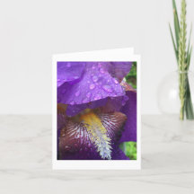 Gladiolus na chuva