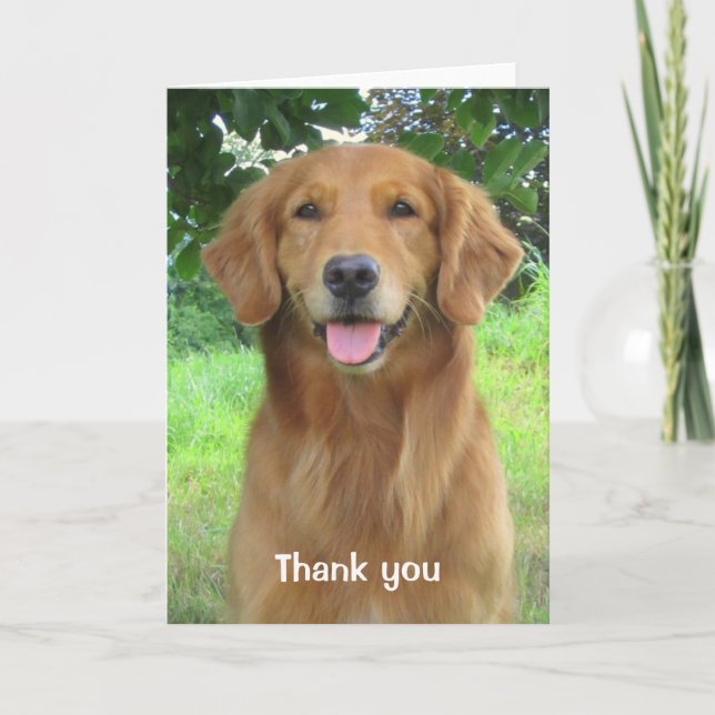 Cartão De Agradecimento Golden Retriever Beauty Thank you Greeting Card (Frente)