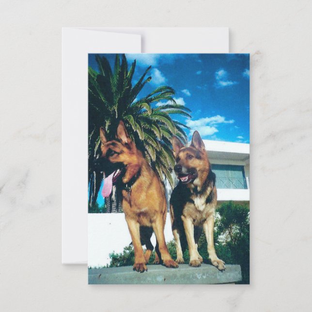 Cartão De Agradecimento grupo de german shepherd (Frente)