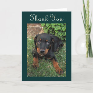 Cartão De Agradecimento Guilty Rottweiler Puppy Thank You Card