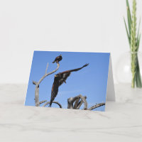 Harris Hawks empoleirado e em voo