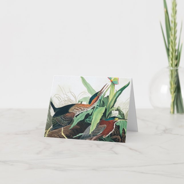 Cartão De Agradecimento Herão Verde por John James Audubon (Frente)