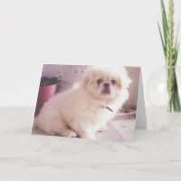 Hercules as a puppy