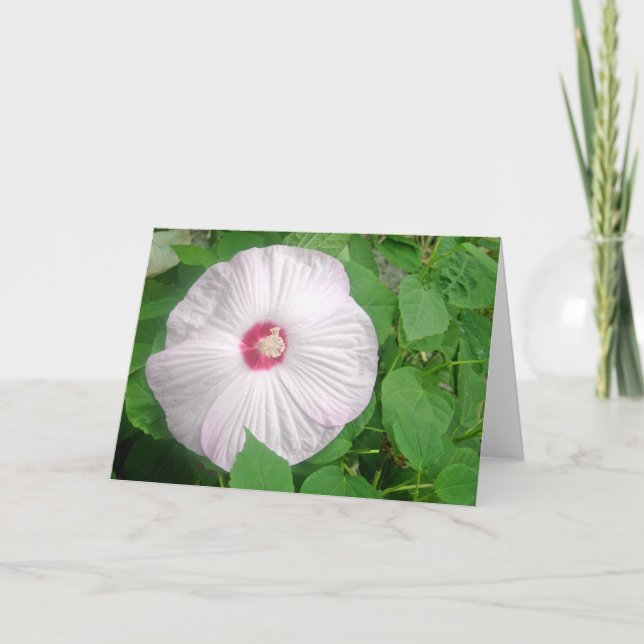 Cartão De Agradecimento Hibiscus Rosa (Frente)