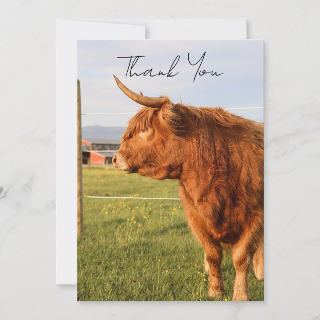 Cartão De Agradecimento Highland Cow Thank You Card (Frente)