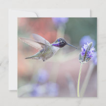 Hummingbird com Lavanda I