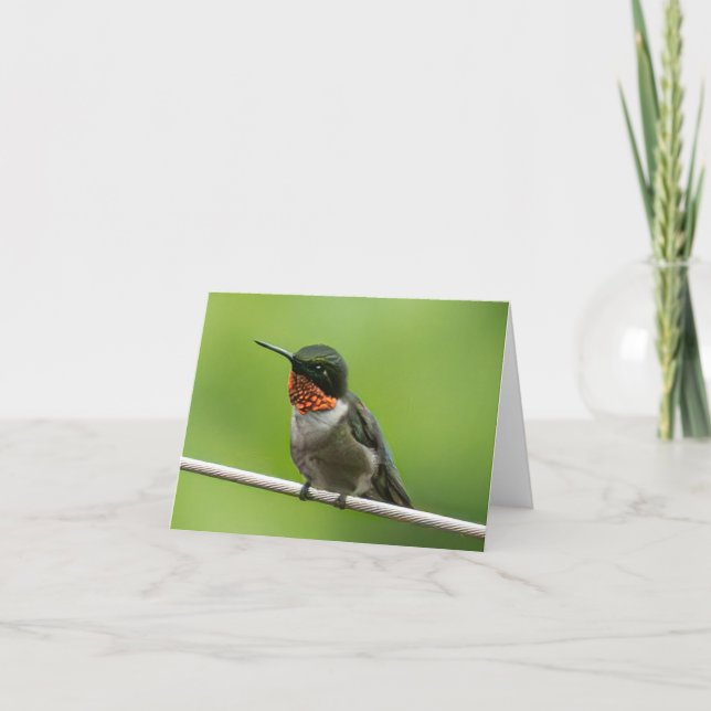 Cartão De Agradecimento Hummingbird Notecard (Frente)