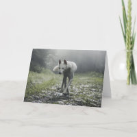 Husky Siberiano Branco