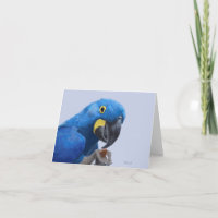 Hyacinth Macaw Encorajando JW