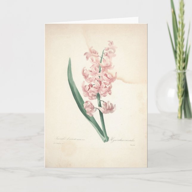 Cartão De Agradecimento Hyacinthus Orientalis by Redoute Sympathy Card (Frente)