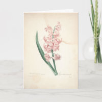 Hyacinthus Orientalis by Redoute Sympathy Card