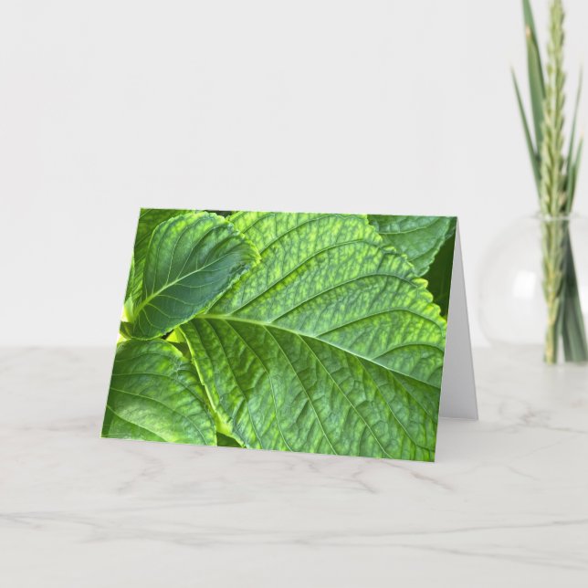 Cartão De Agradecimento Hydrangea Leaves Close-Up Blank Note Card (Frente)