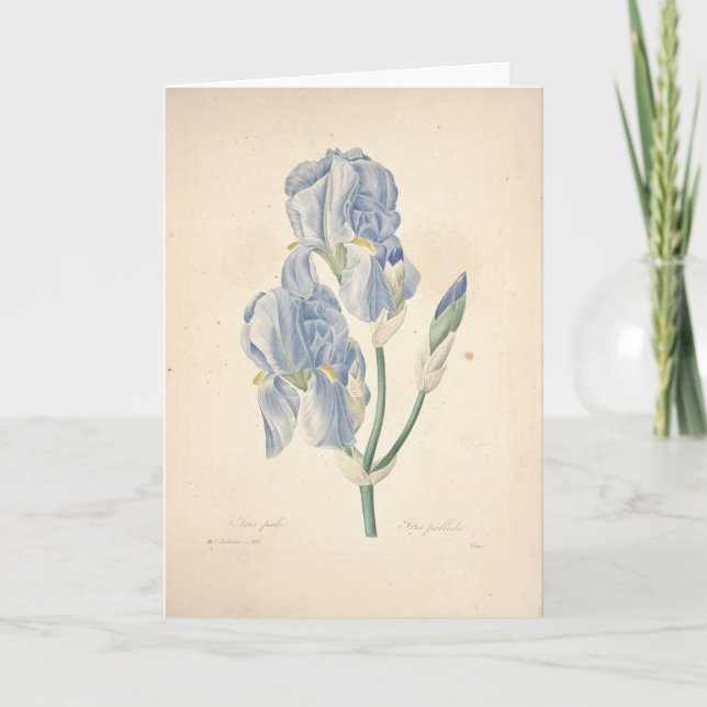 Cartão De Agradecimento Irises Iris Pallida by Redoute Sympathy Card (Frente)