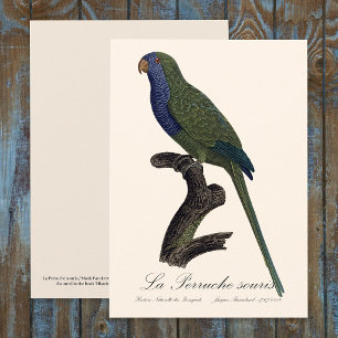 Cartão De Agradecimento La Perruche souris / Monk Parakeet